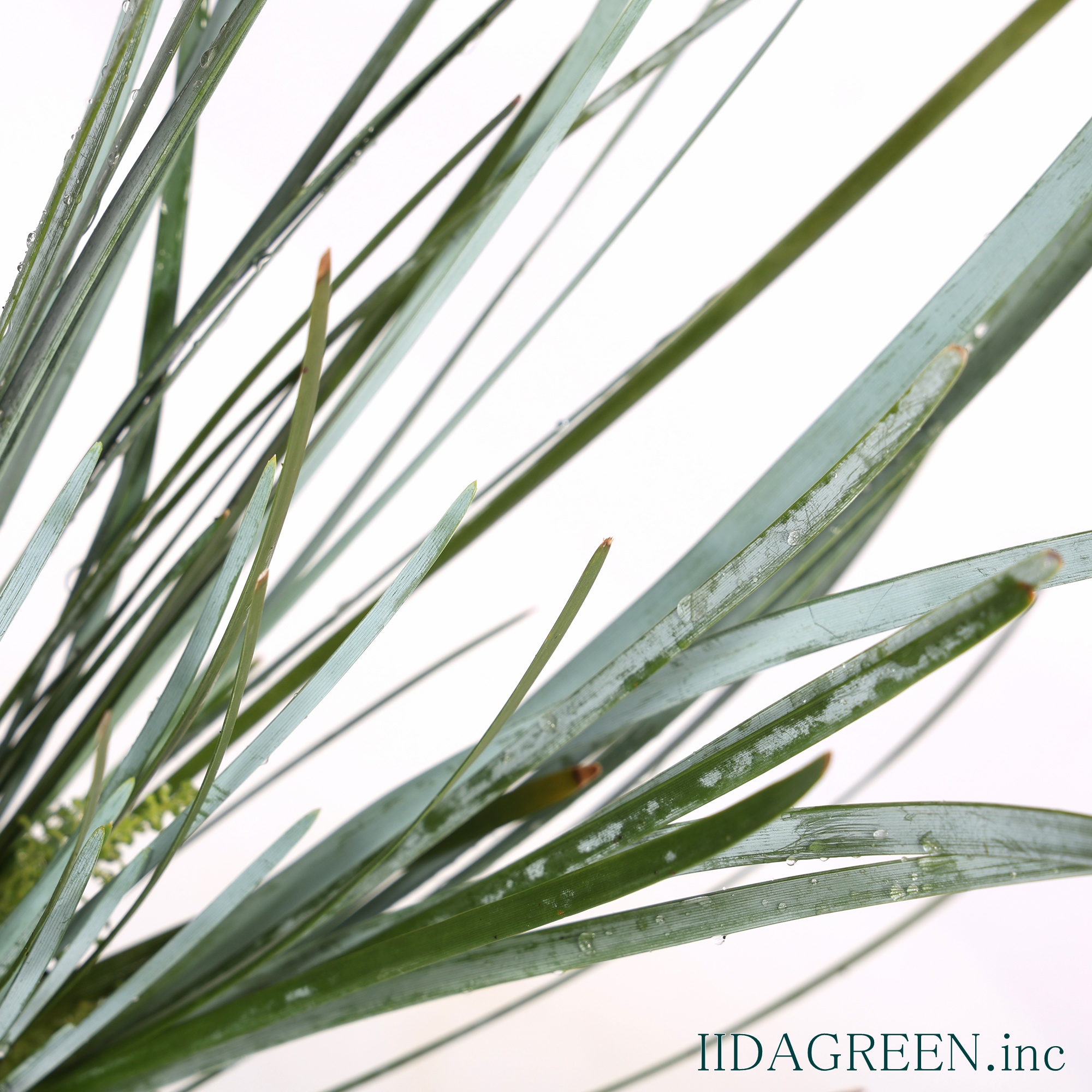 ロマンドラ グラウカ