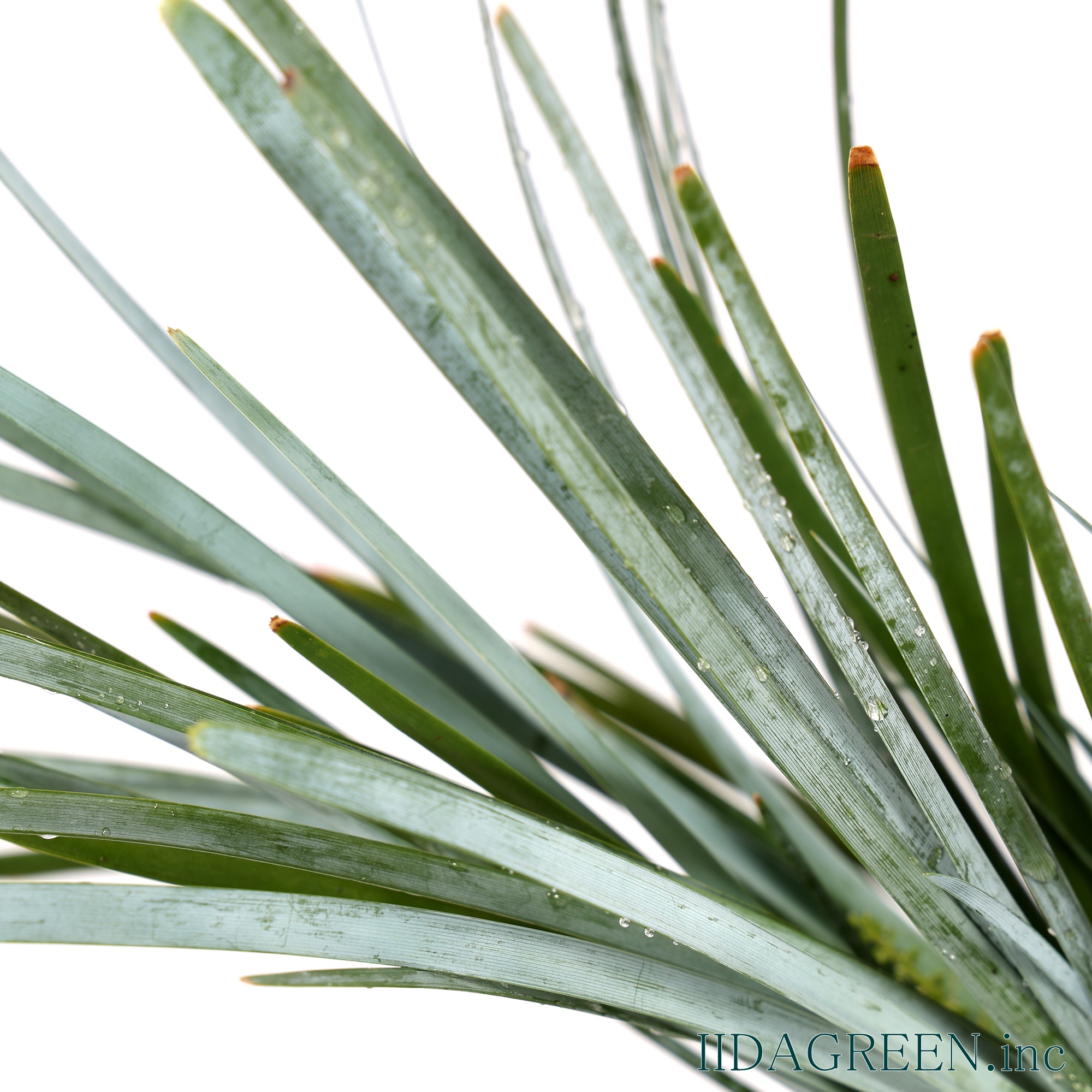 ロマンドラ グラウカ