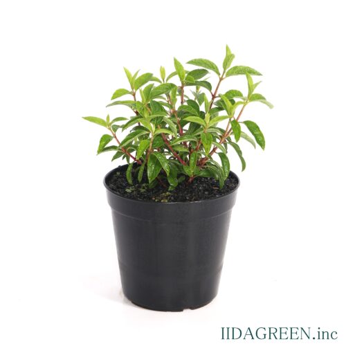 ノリウツギ　グラウンドブレーカー®