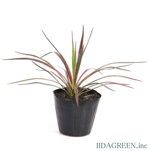 ユッカ　アロイフォリア　バリエガータ