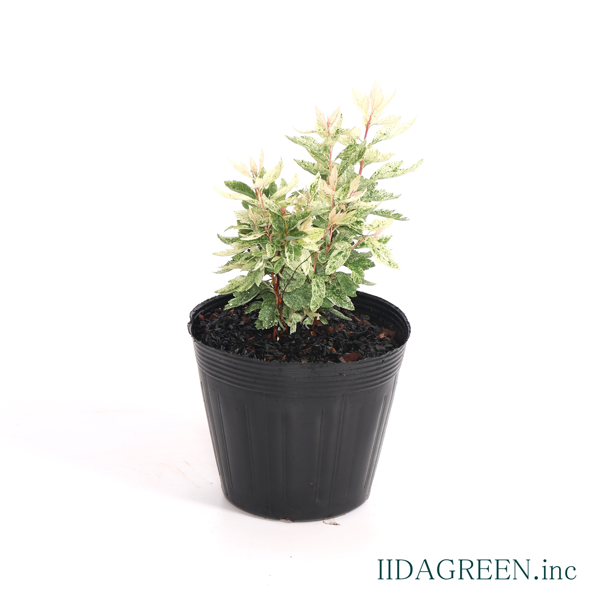 コデマリ　ピンクアイス