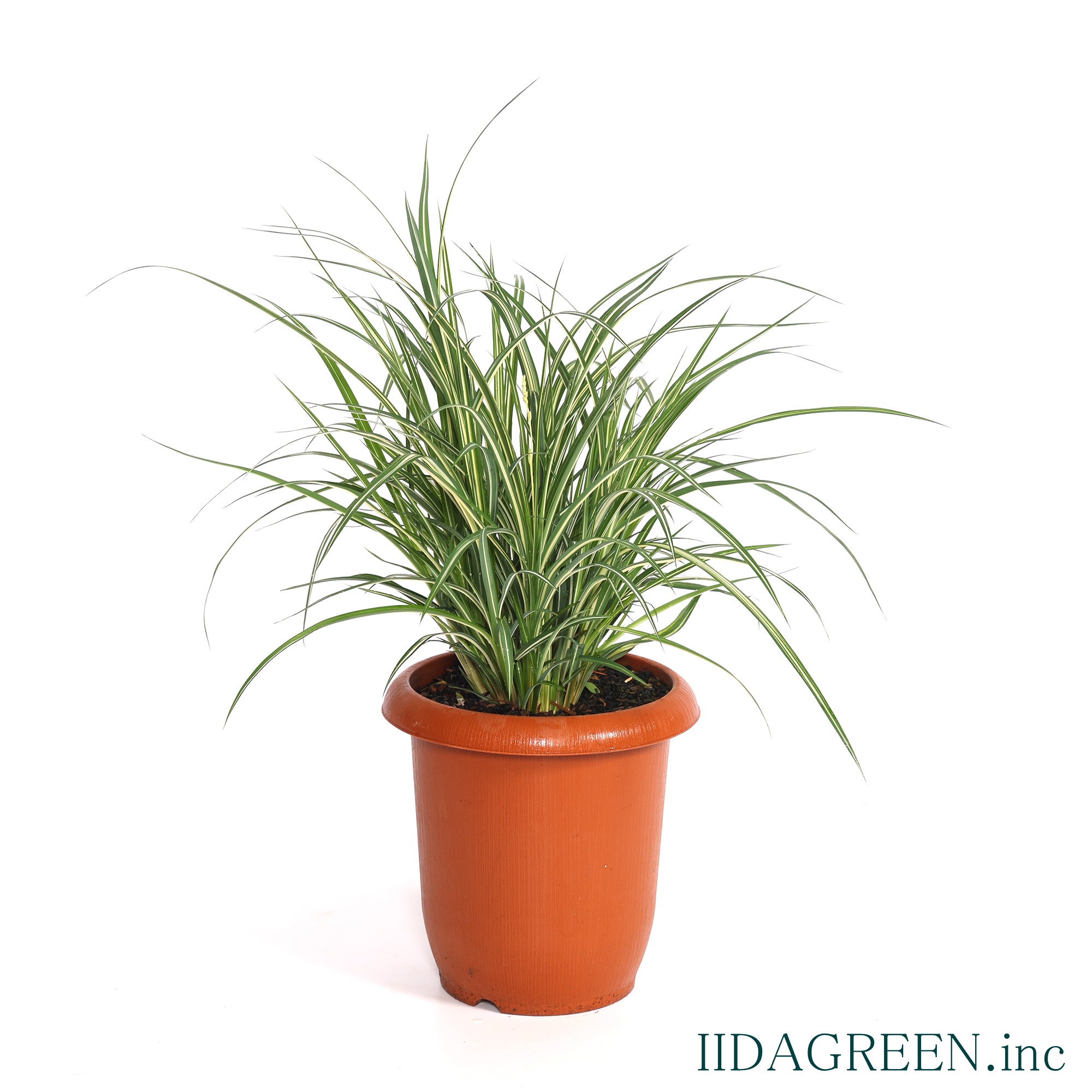 クロロフィツム　スターライト®