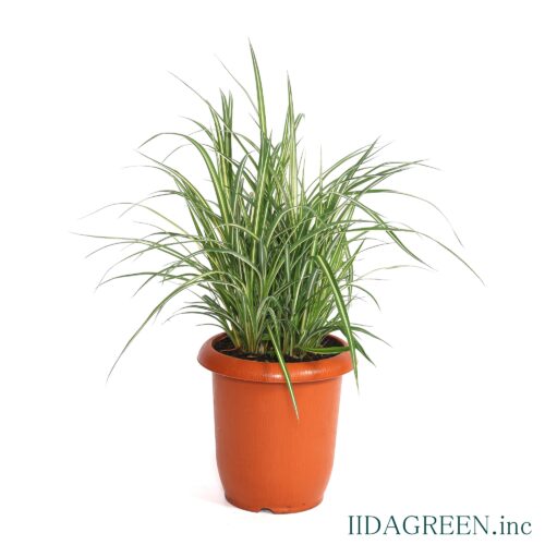 クロロフィツム　スターライト®