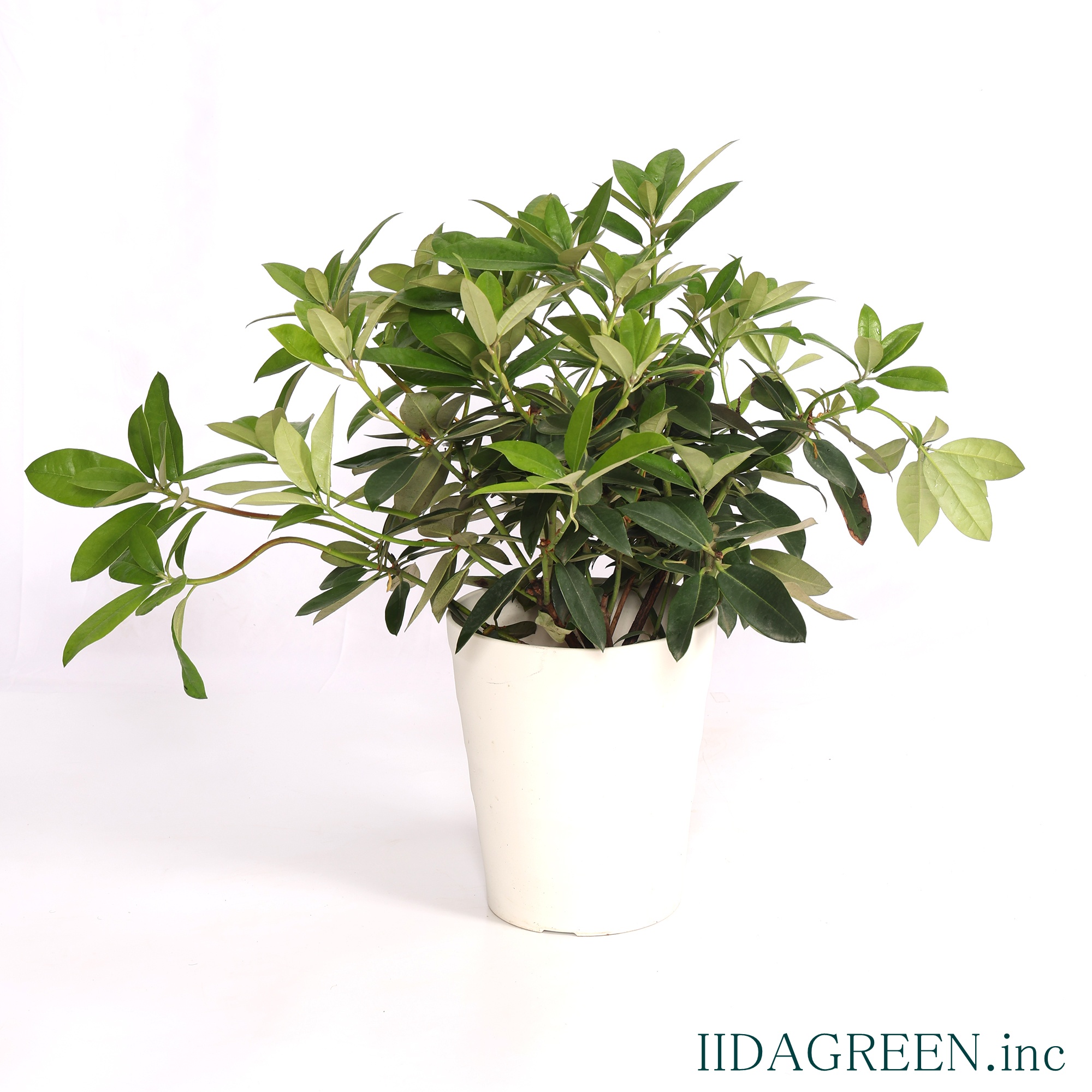 セイヨウシャクナゲ