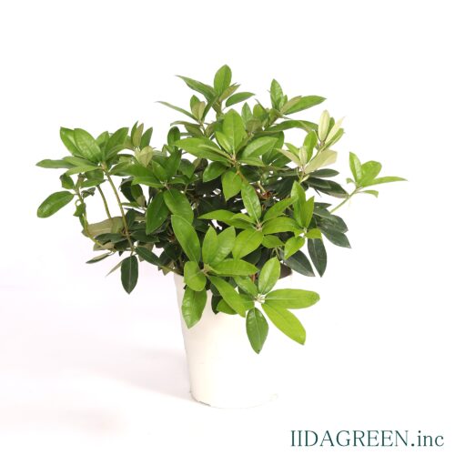 セイヨウシャクナゲ