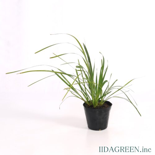 ロンギフォリア