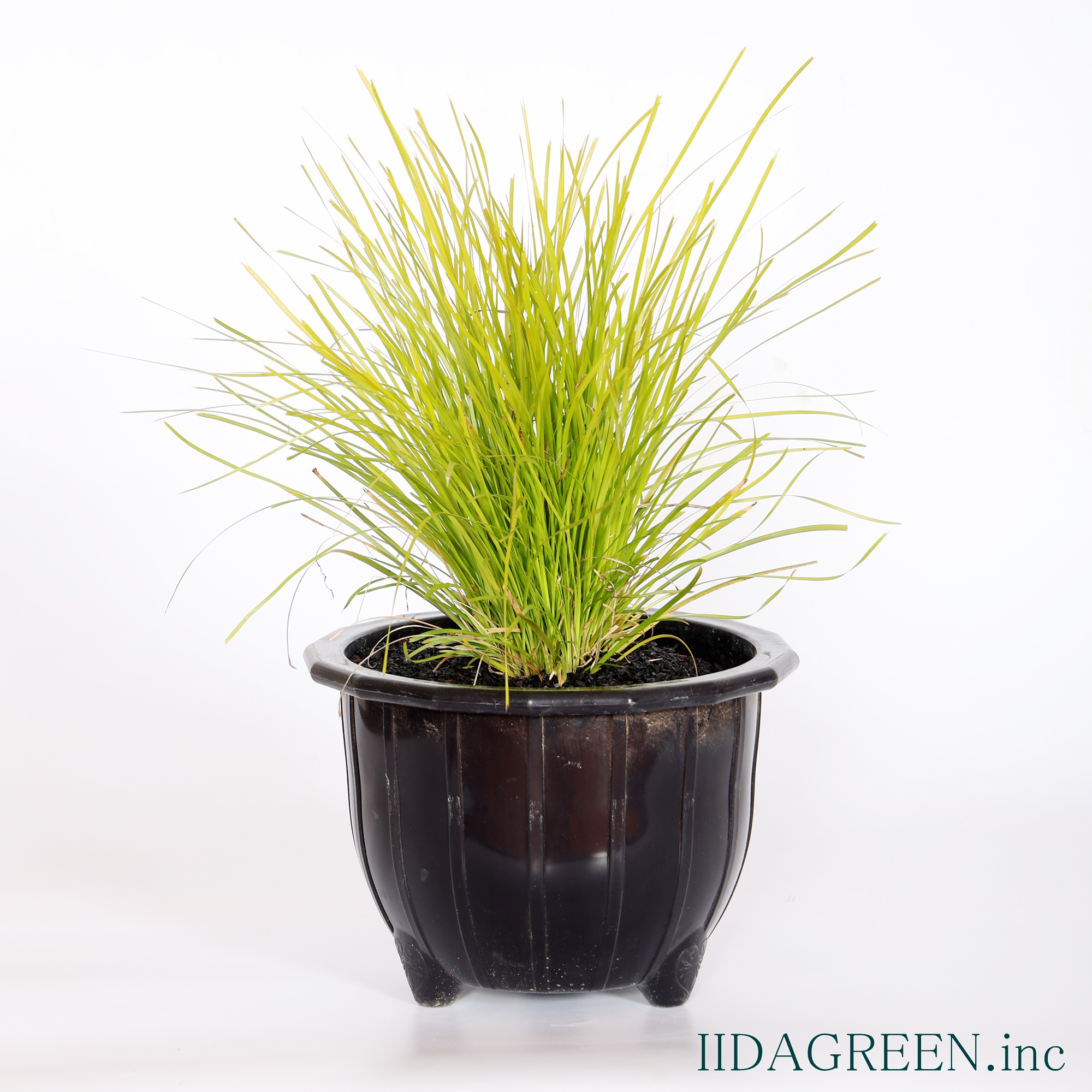 ロマンドラ　マイナーズゴールド