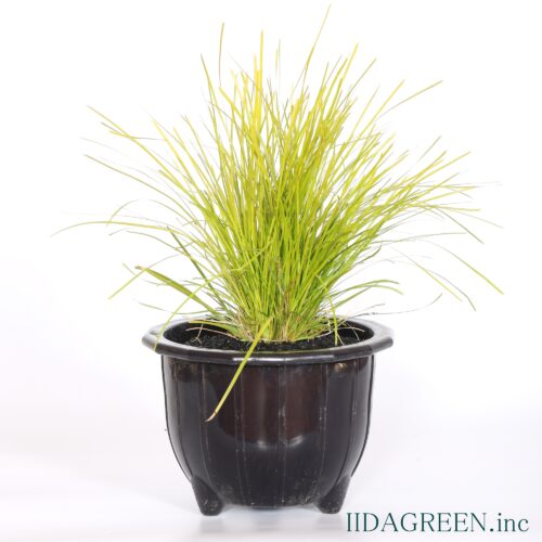 ロマンドラ　マイナーズゴールド