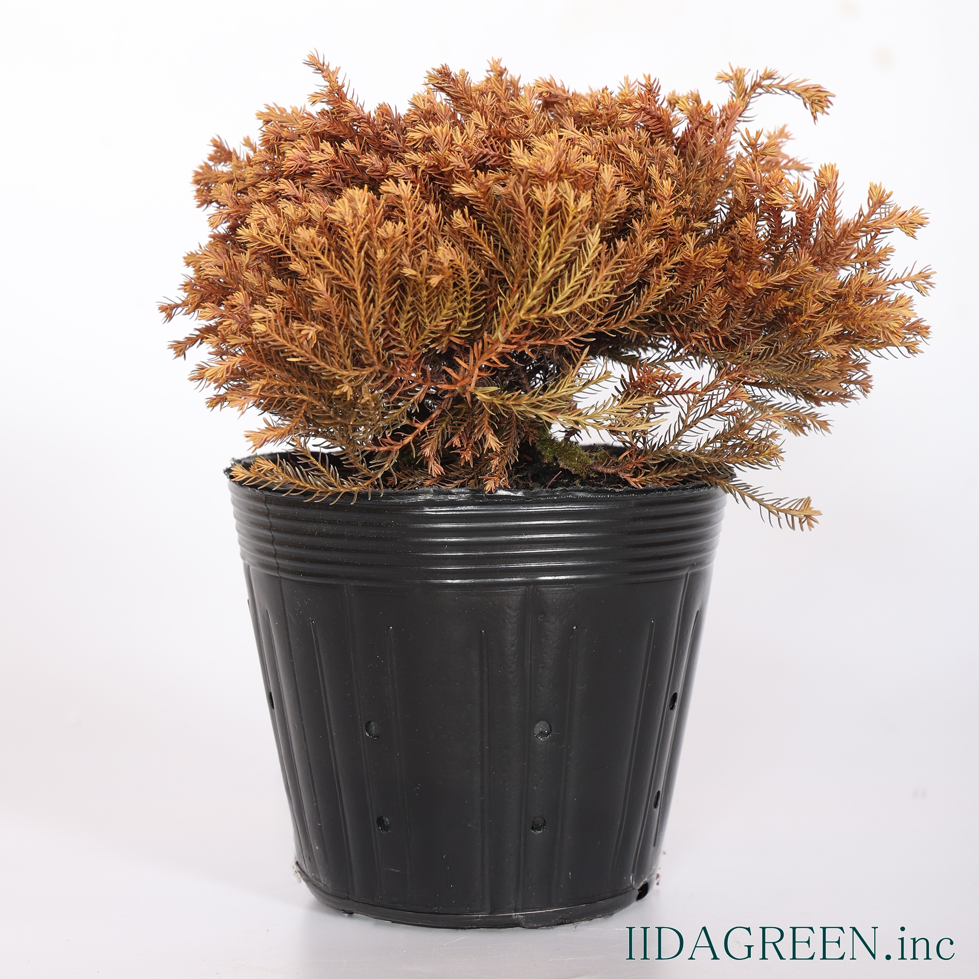 ラインゴールド