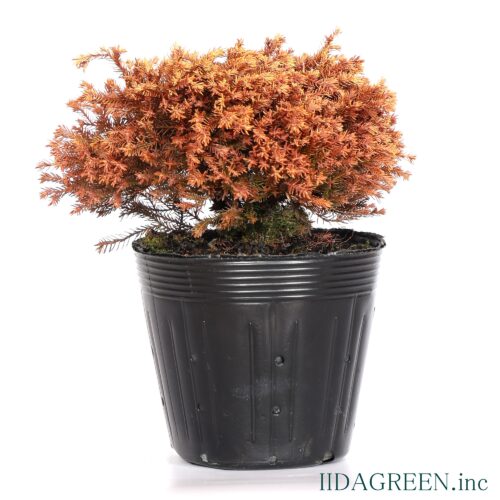 ラインゴールド