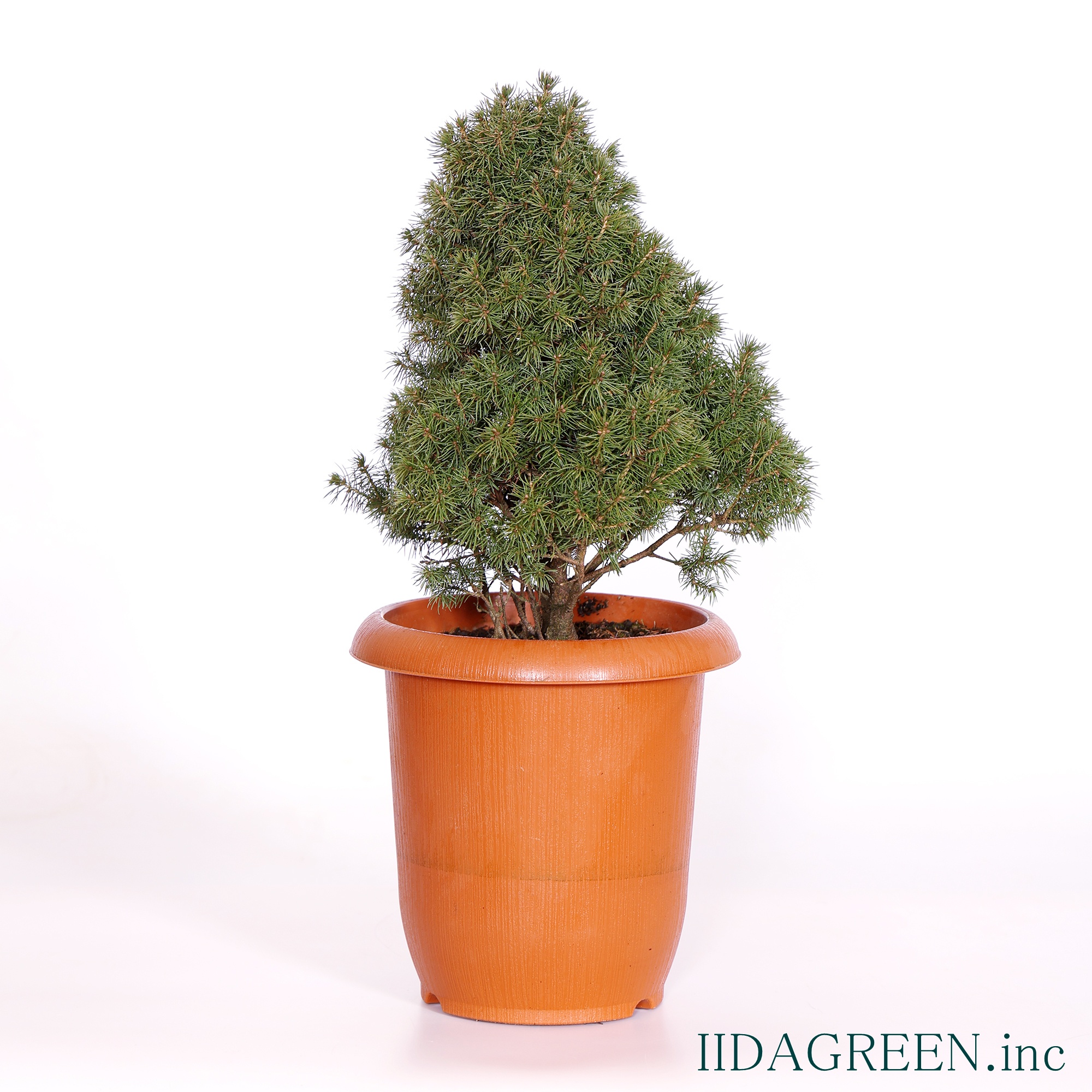 コニカ・サン・オン・ザ・スカイ