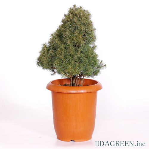 コニカ・サン・オン・ザ・スカイ