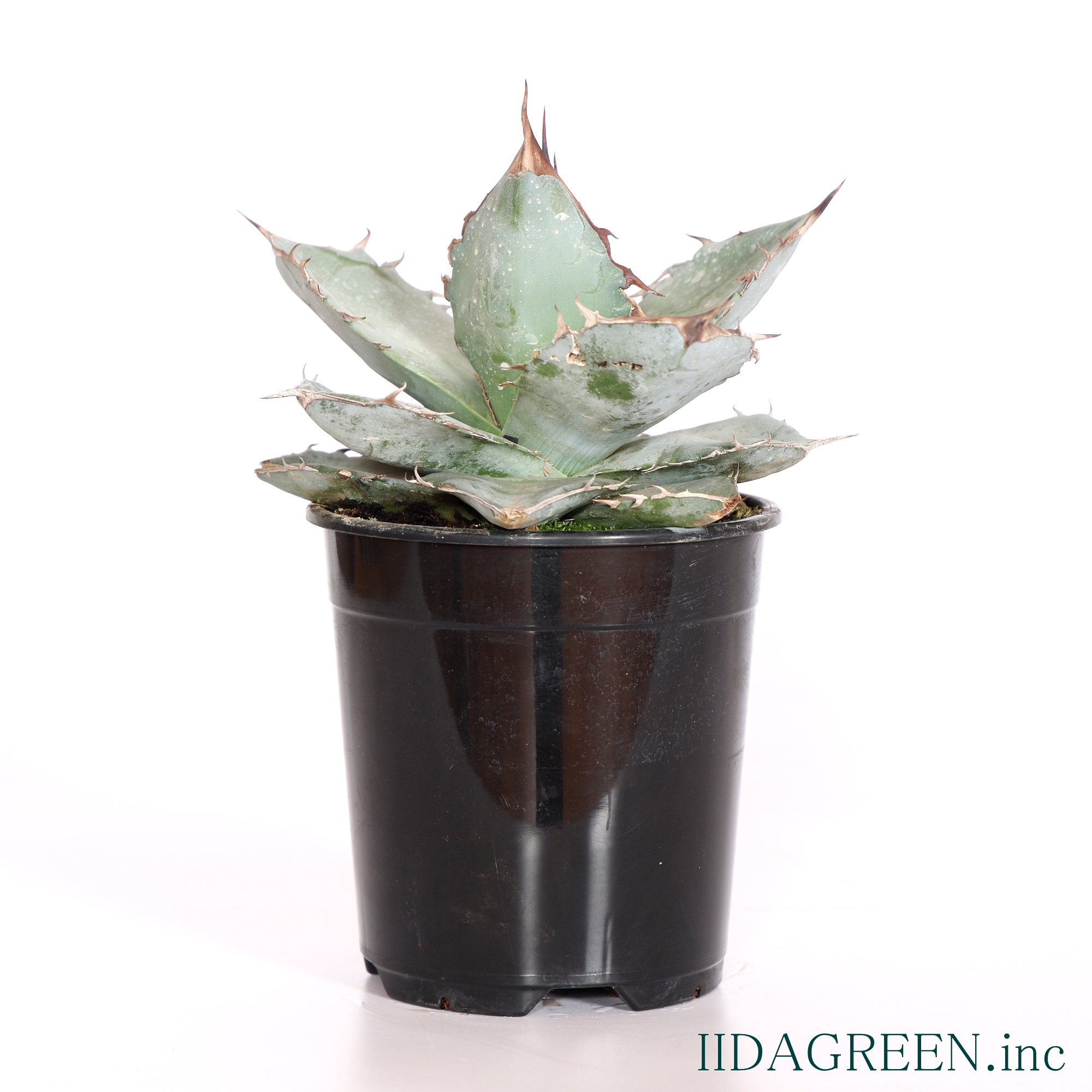 アガベ　チタノタ