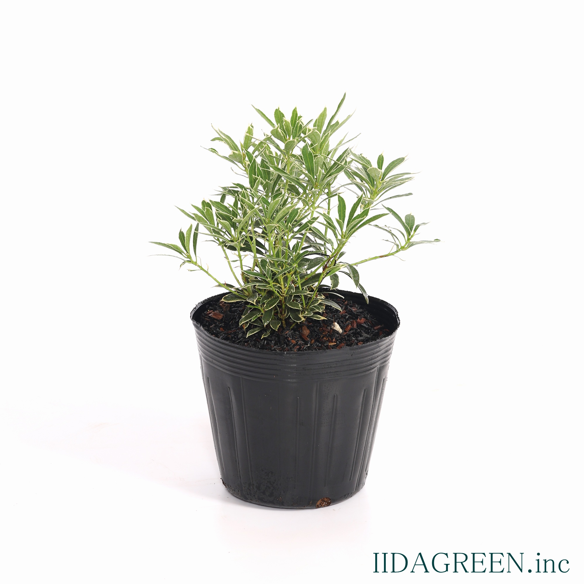 アセビ　フイリ