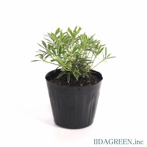 アセビ　フイリ